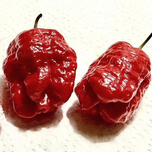 Peper 'Predator' / 'Florida Predator'