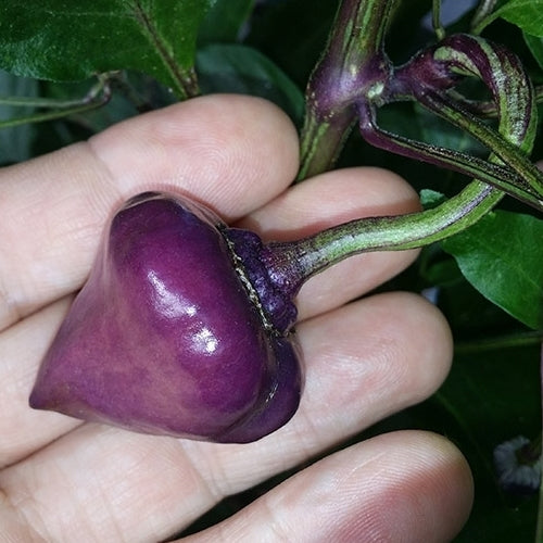 Peper 'Purple Ufo'