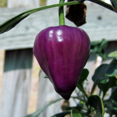 Peper 'Purple Ufo'