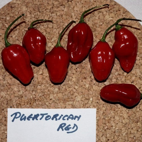 Peper 'Puertorican Red'