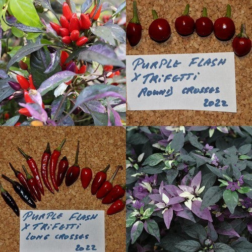 Pepper 'Purple Flash X Trifetti'