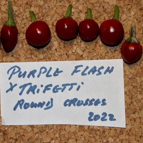 Pepper 'Purple Flash X Trifetti'