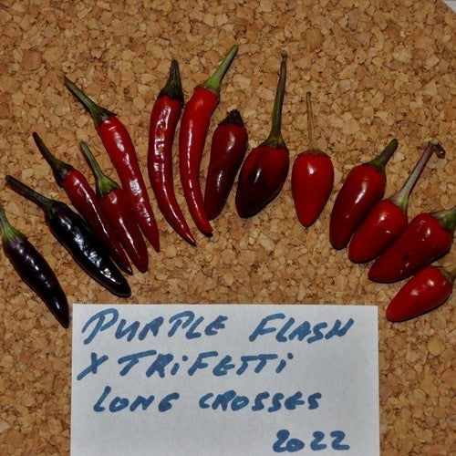 Pepper 'Purple Flash X Trifetti'