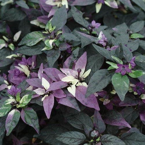 Pepper 'Purple Flash X Trifetti'