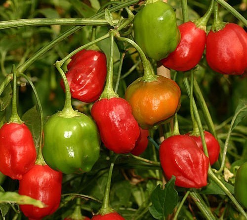 Peper 'Rain Forest'