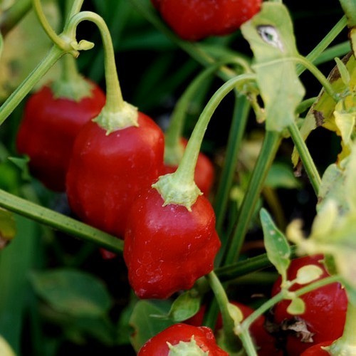 Peper 'Rain Forest'