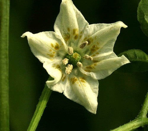 Peper 'Rain Forest'