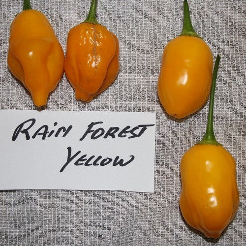 Peper 'Rain Forest Yellow'
