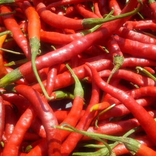 Peper 'Rat's Tail' / 'Cola de rata' / 'Chile de Arbol''