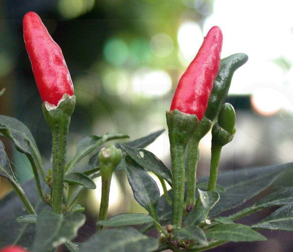Peper 'Rawit' / 'Tabasco'