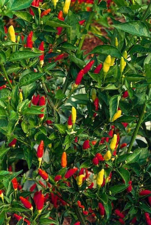 Peper 'Rawit' / 'Tabasco'