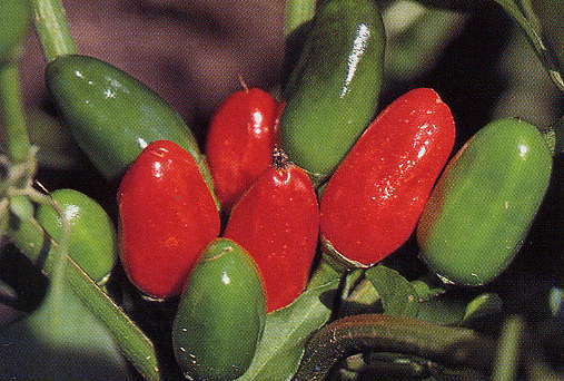 Peper 'Rawit' / 'Tabasco'