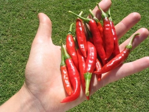 Peper 'Rawit' / 'Tabasco'