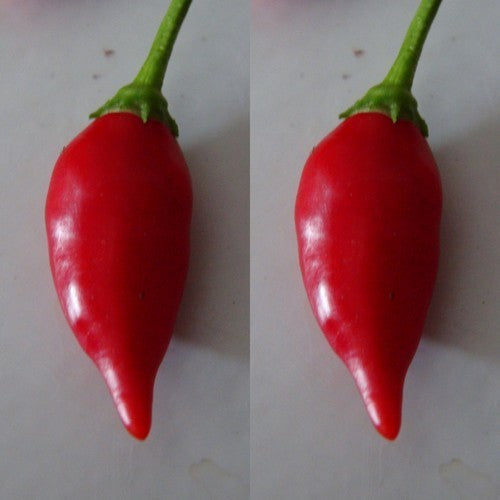 Peper 'Red Coyote Zan'