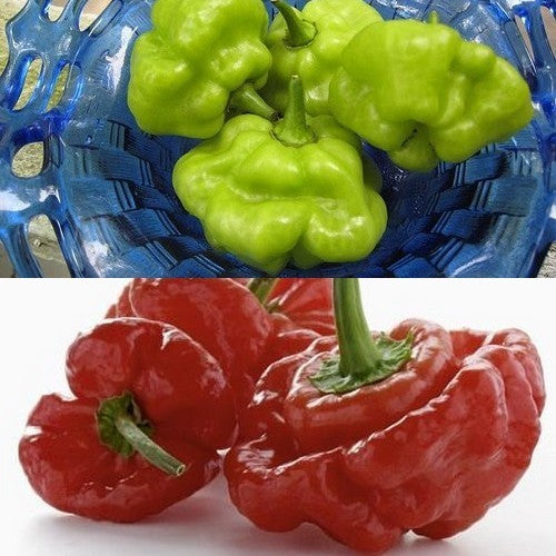 Peper 'Rocotillo' / 'spinning Tops' / 'Red Squash' / 'Ají Du'