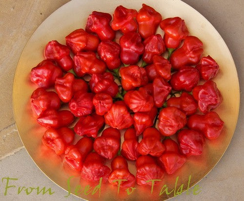 Peper 'Rocotillo' / 'spinning Tops' / 'Red Squash' / 'Ají Du'
