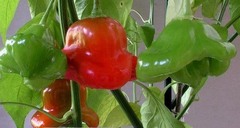 Peper 'Rocotillo' / 'spinning Tops' / 'Red Squash' / 'Ají Du'