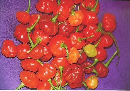Peper 'Rocotillo' / 'spinning Tops' / 'Red Squash' / 'Ají Du'