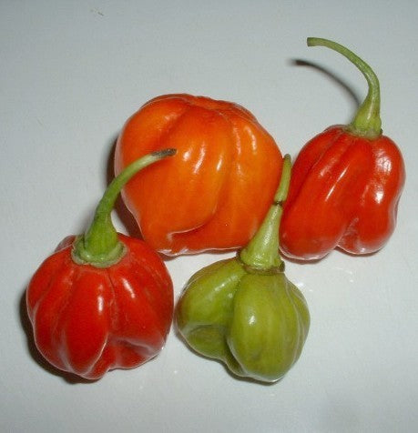 Peper 'Rocotillo' / 'spinning Tops' / 'Red Squash' / 'Ají Du'