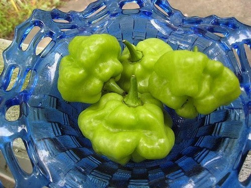 Peper 'Rocotillo' / 'spinning Tops' / 'Red Squash' / 'Ají Du'