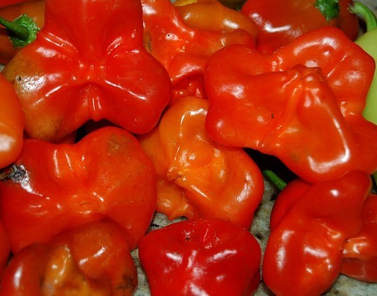 Peper 'Rocotillo' / 'spinning Tops' / 'Red Squash' / 'Ají Du'