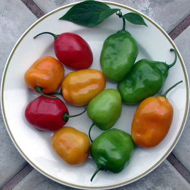 Tree or Rocoto Pepper 'Mixture'