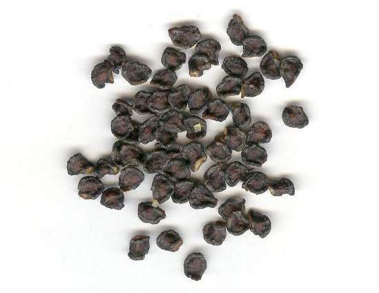 Tree or Rocoto Pepper 'Mixture'