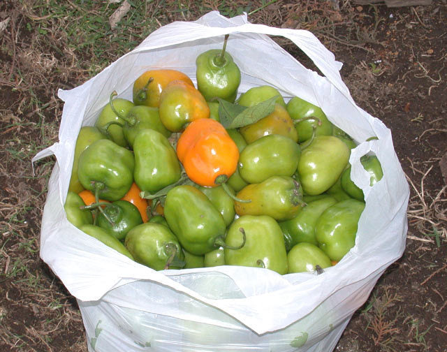 Tree or Rocoto Pepper 'Mixture'