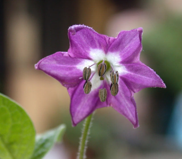 Tree or Rocoto Pepper 'Mixture'