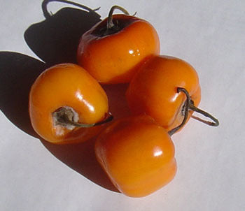 Tree or Rocoto Pepper 'Mixture'