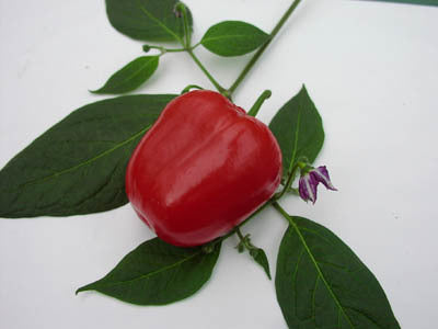 Tree or Rocoto Pepper 'Mixture'