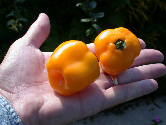 Tree or Rocoto Pepper 'Mixture'