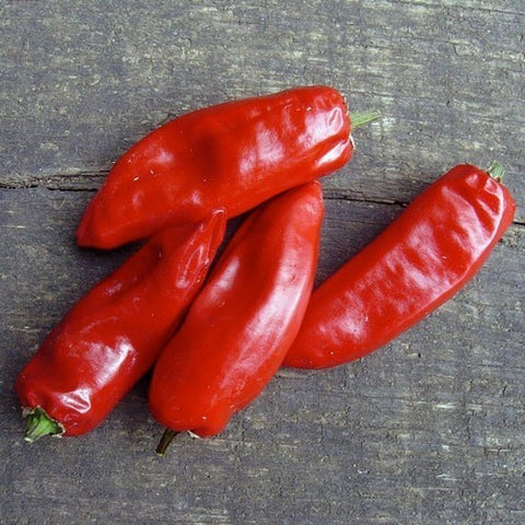 Pepper 'Rouge de la Bresse' / 'Piment de la Bresse' | Vreeken's Zaden