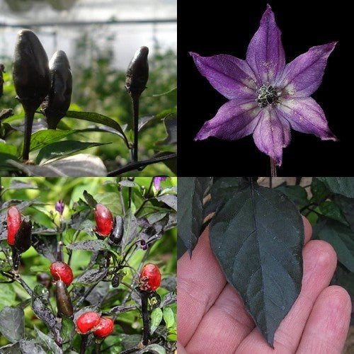 Peper 'Royal Black' / 'Explosive Ember'