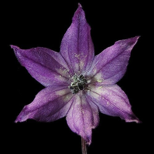 Peper 'Royal Black' / 'Explosive Ember'