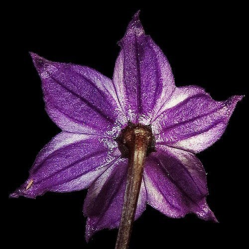 Peper 'Royal Black' / 'Explosive Ember'