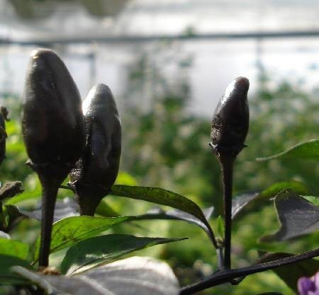 Peper 'Royal Black' / 'Explosive Ember'
