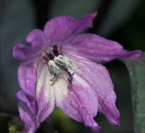 Peper 'Royal Black' / 'Explosive Ember'