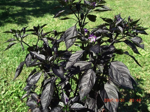 Peper 'Royal Black' / 'Explosive Ember'