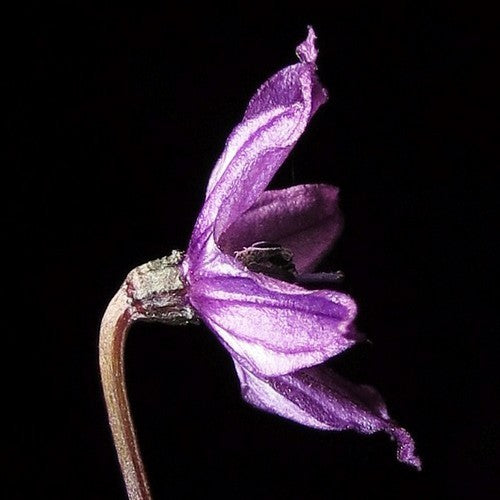 Peper 'Royal Black' / 'Explosive Ember'