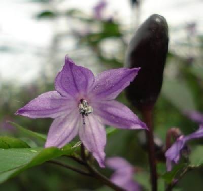 Peper 'Royal Black' / 'Explosive Ember'