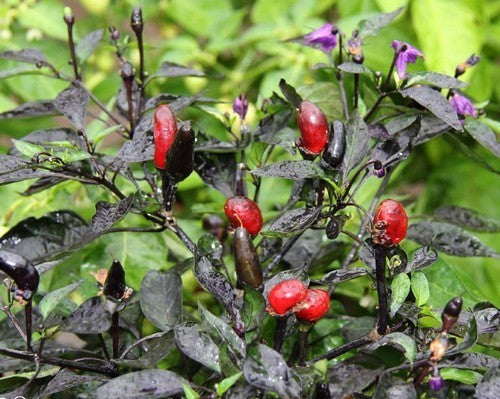 Peper 'Royal Black' / 'Explosive Ember'