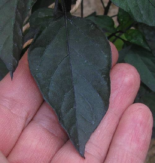 Peper 'Royal Black' / 'Explosive Ember'