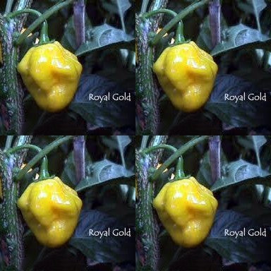 Peper 'Royal Gold'