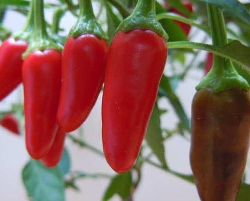 Pepper 'serbian Devil'