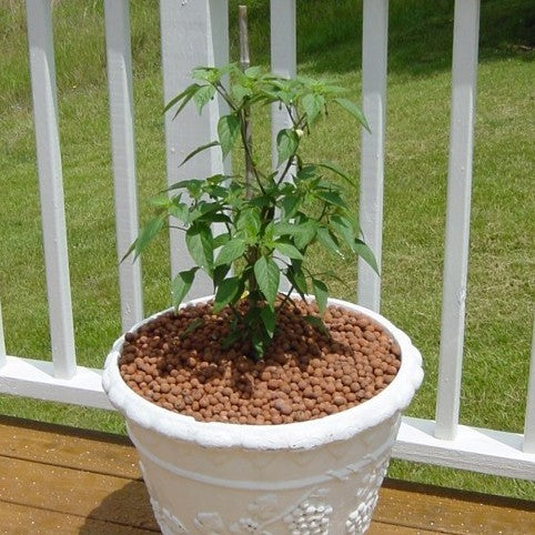 Peper 'Serrano'