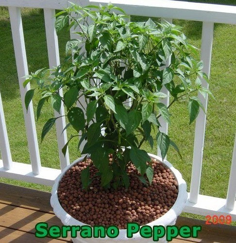 Peper 'Serrano'