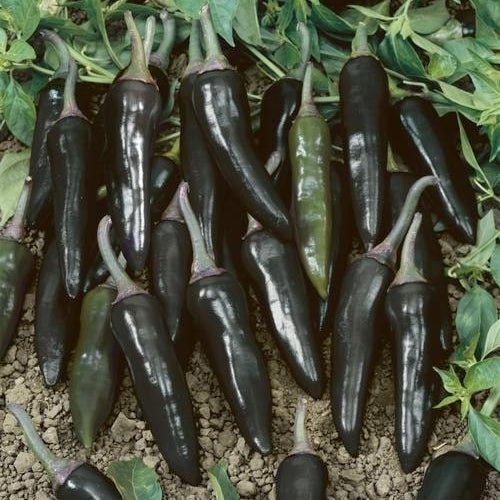 Peper 'Serrano Purple'