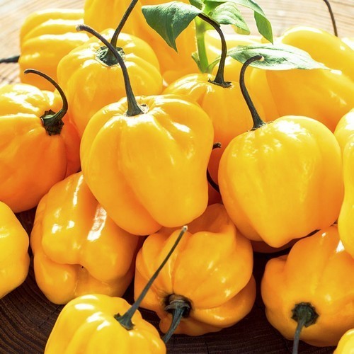 Peper 'shira'