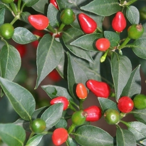 Pepper 'shatta Baladi'